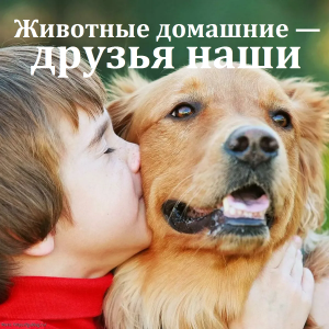 Животные домашние — друзья наши